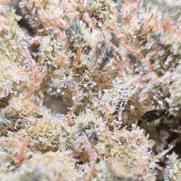 🦞 Blue Lobster CBD