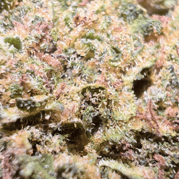 🍨 Gelato CBD