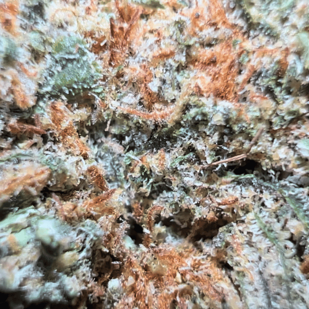 🍊 Mandarine CBD