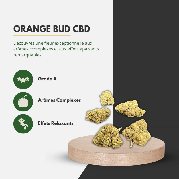 🍊 Orange Bud CBD