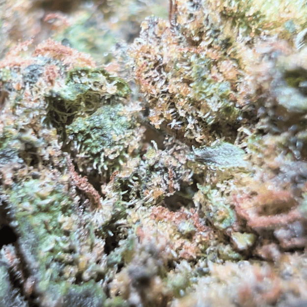 🍊 Orange Bud CBD