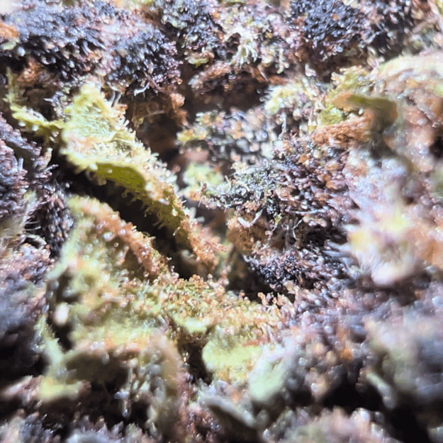 😈 Purple Haze CBD